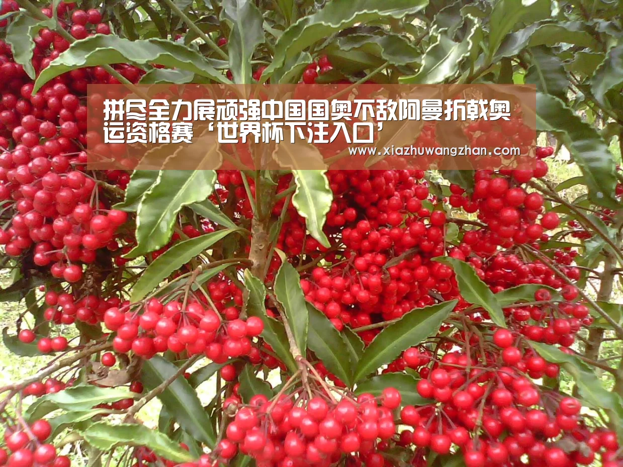 拼尽全力展顽强中国国奥不敌阿曼折戟奥运资格赛‘世界杯下注入口’(图2) 世界杯体彩竞猜